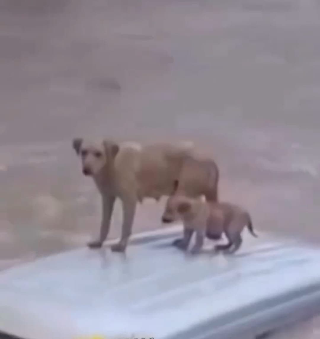 असम बाढ़ राहत
